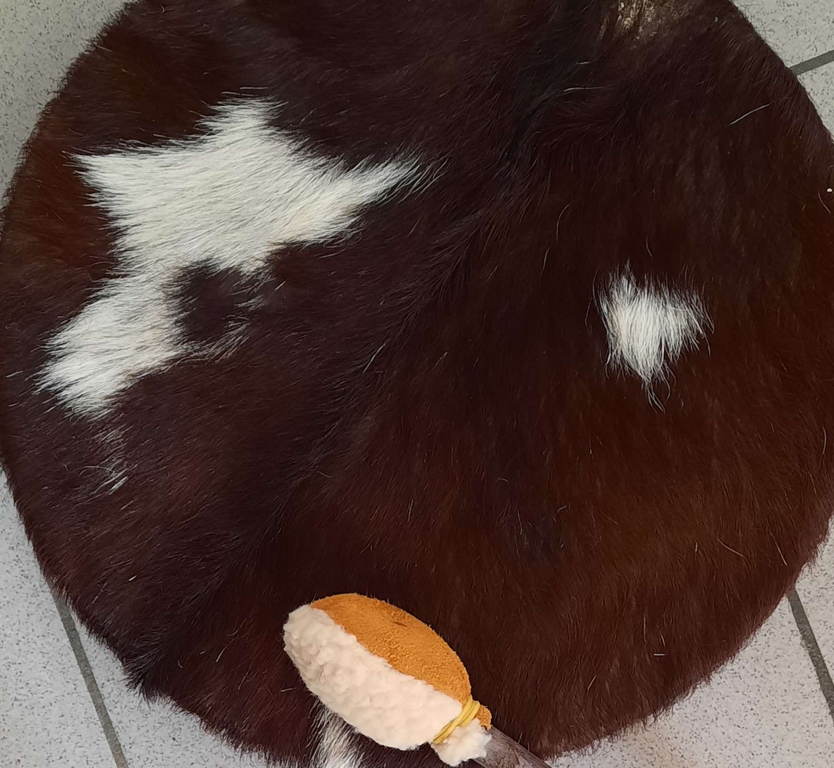 foto van Spirit van Geit